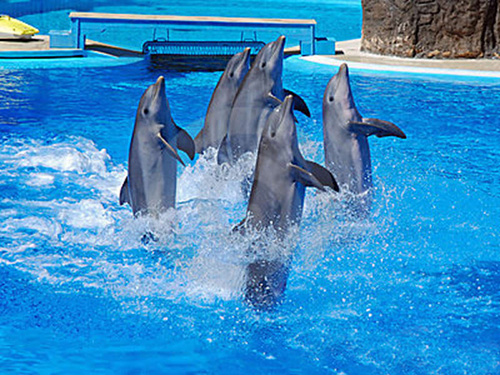 dolphins show with sharmers in sharm 2