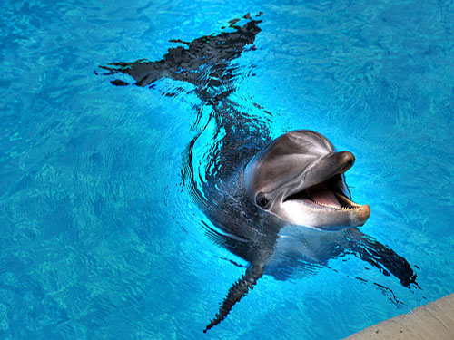 swim with dolphin in sharm el sheikh 5